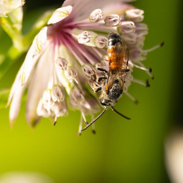 Gewone geurgroefbij (Lasioglossum calceatum)